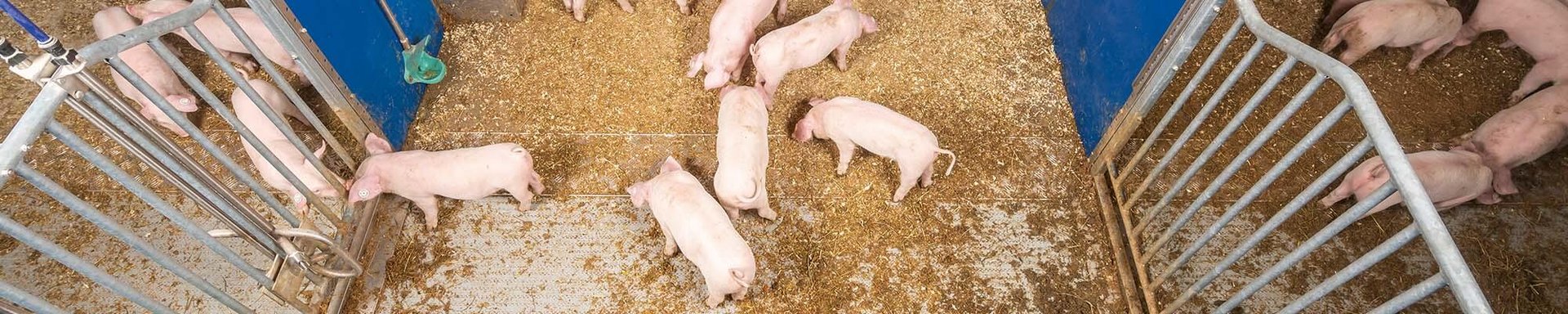csm_Schweinehaltung-Pig-production-Havito-Big-Dutchman_851e4bed9c